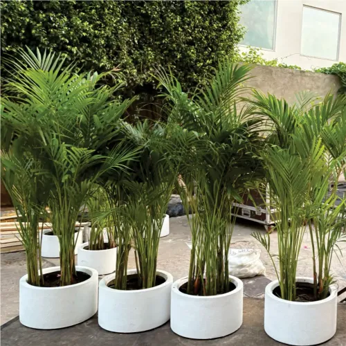 Round Matte Finish Planter Manufacturers in Delhi NCR