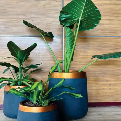 Custom Colour Planters Manufacturers in Delhi NCR