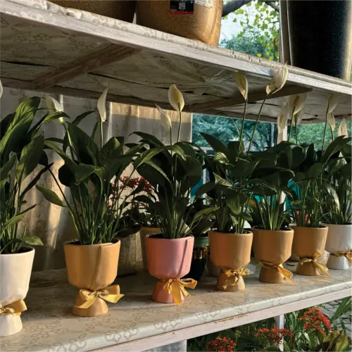 Decorative planter Manufacturers in Delhi NCR