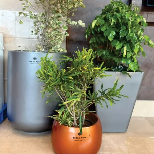 FRP Planters Manufacturers in Delhi NCR