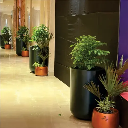 Large Fiberglass Planter Manufacturers in Delhi NCR