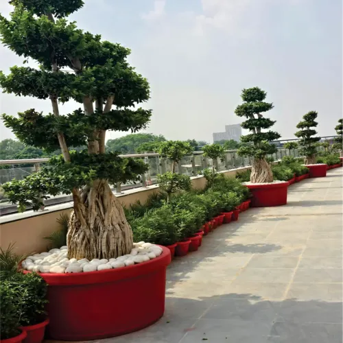 Large Frp Planter Manufacturers in Delhi NCR