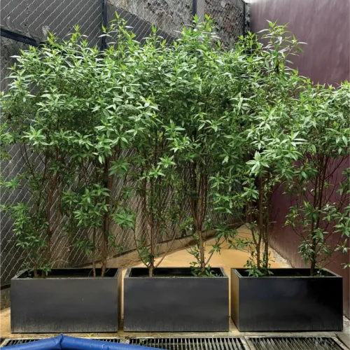 Rectangular Fiber Planter Manufacturers in Delhi NCR