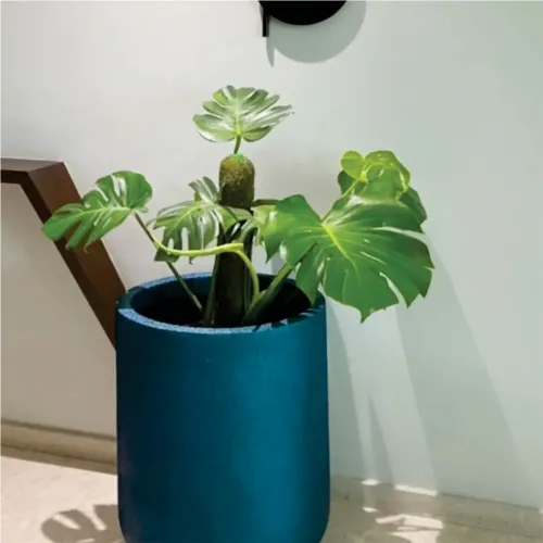 Stone Finish Planter Manufacturers in Delhi NCR